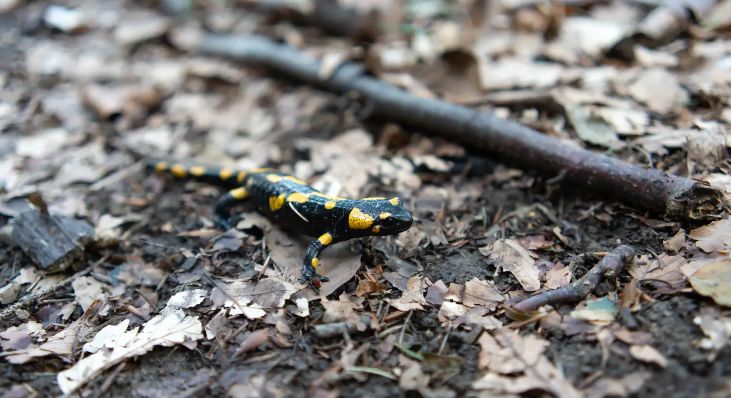 Salamandra plamista Salamandra plamista