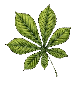 Pytanie