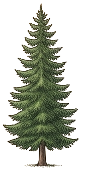 Pytanie