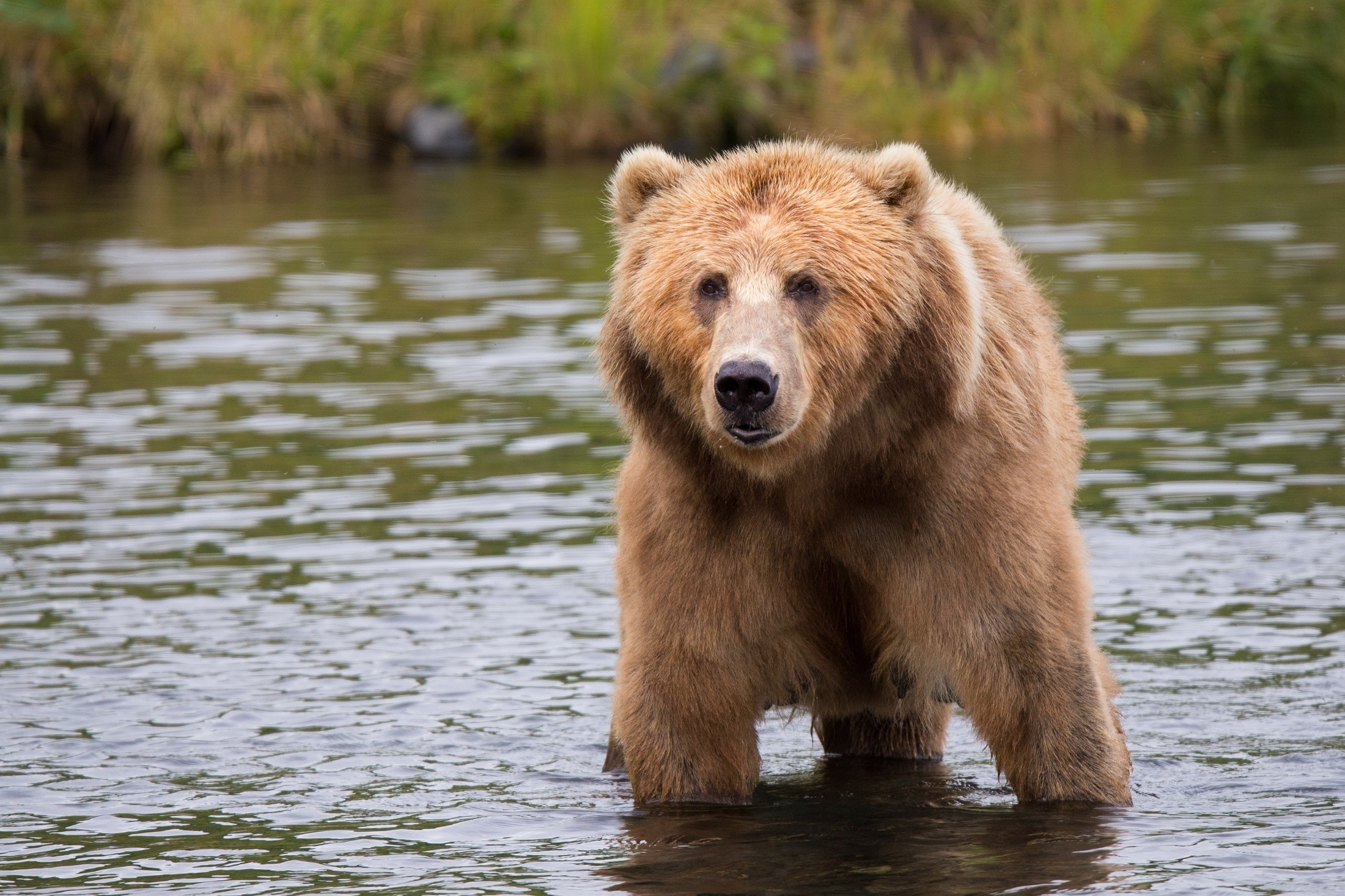 Braunbär am Wasser