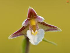Epipactispalustris-Keila