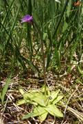 Pinguiculavulgaris190507