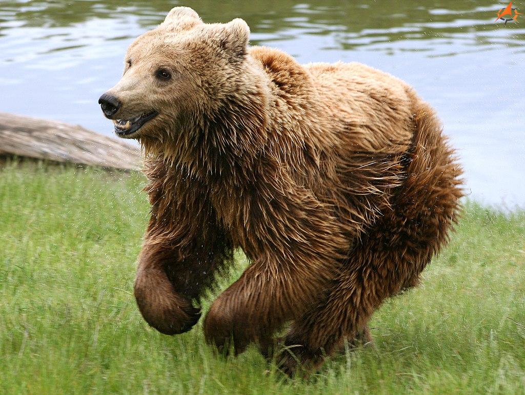 BrownbearUrsusarctosarctosrunning