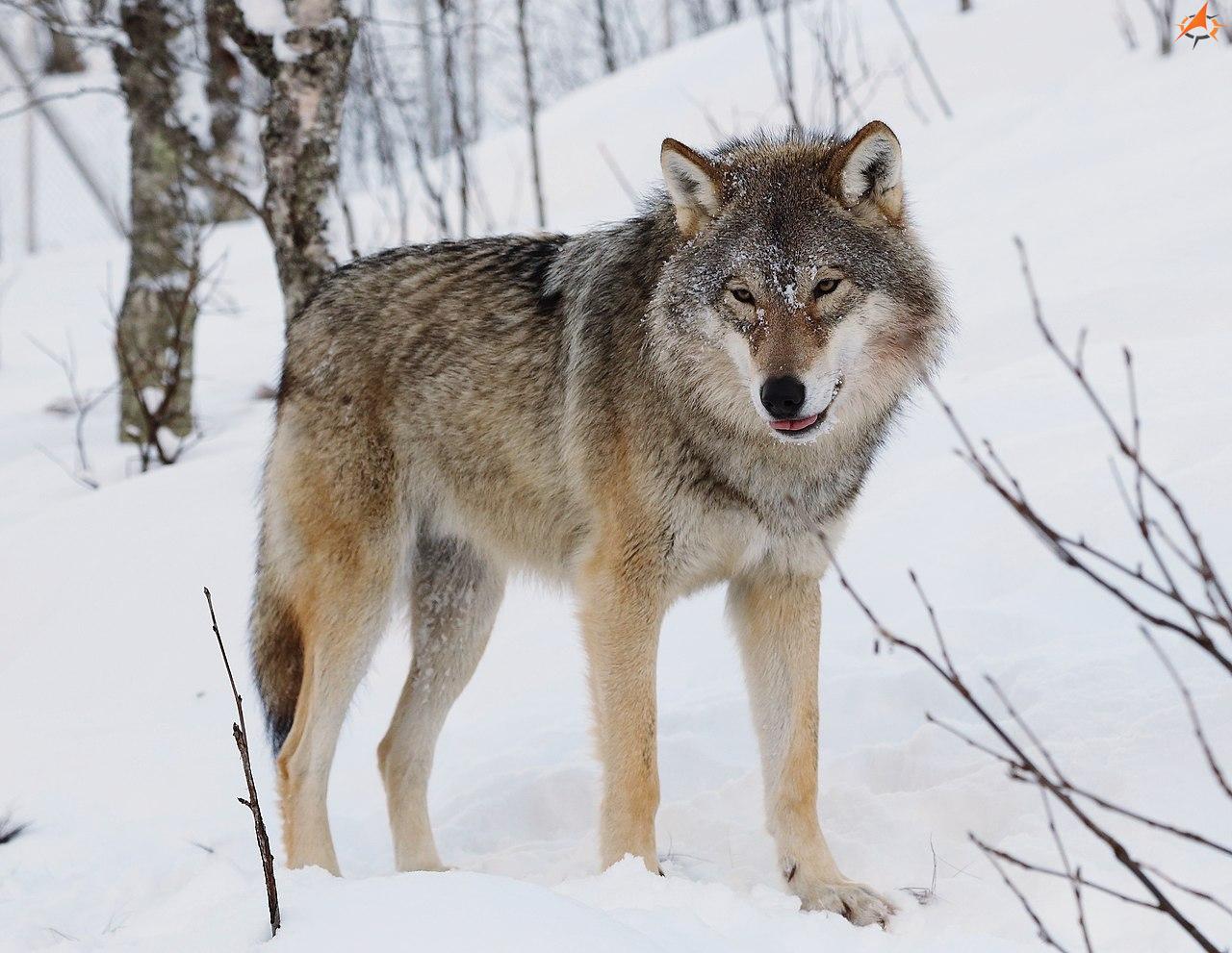 Eurasianwolf2