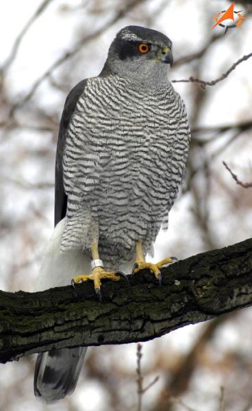 Jastrab-obyajn---NorthernGoshawk